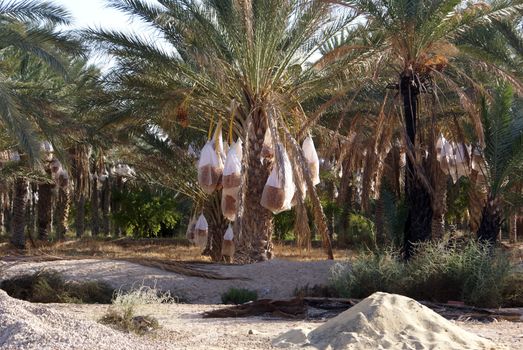 Desert and palm trees with dates, Tyunisia                