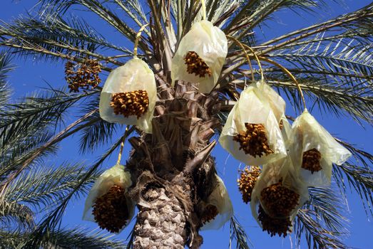 Palm tree with dates and sky in Tunisia                  