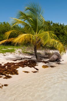 vibrant palm tree at a stunning deserted beach in Antigua, Caribbean