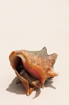 gorgeous seashell with a snail inside at a sandy beach in the Carribean (plenty copy-space)