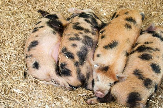baby pigs with black spots resting on hay