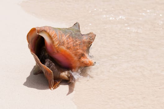 gorgeous seashell with a snail inside at a sandy beach in the Carribean (plenty copy-space)