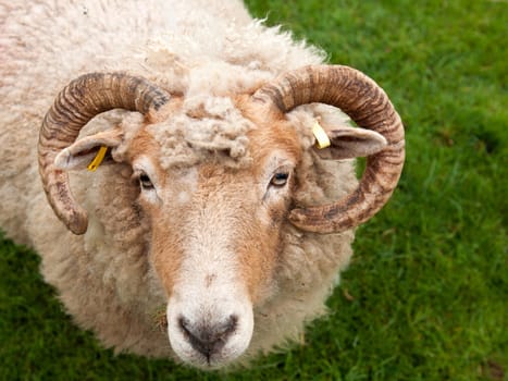 gorgeous sheep with horns, looking up portrait against a green grass background