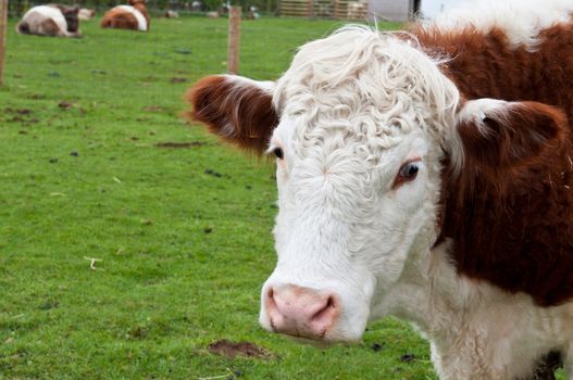 sweet cow portrait on a farm pasture (more cows laying at the background)