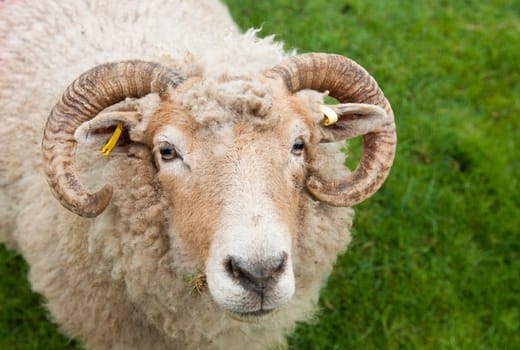 gorgeous sheep with horns, looking up portrait against a green grass background