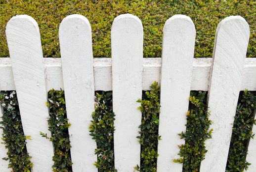 white fence with green hedge at a small house garden