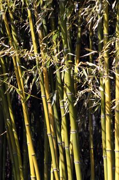 bamboo background nature scene