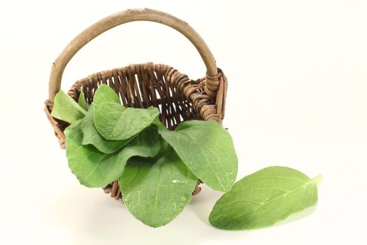 fresh borage leaves in a basket on light background