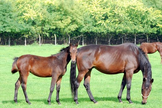 brown horse and foal