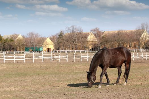 horse in corral farm scene