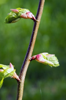 lime tree branch leaves unfolding in spring. natural plant grow.