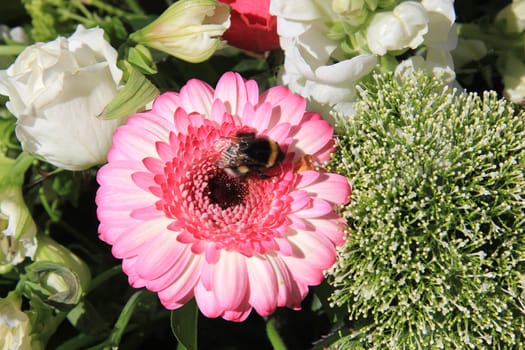 A busy bee searching for food on a pink gerbera