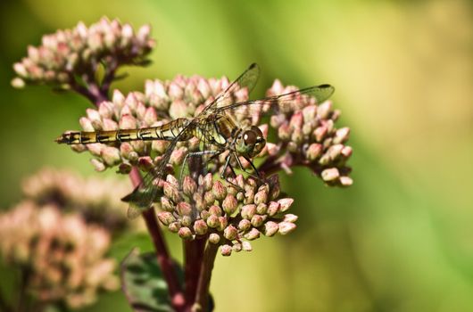 Dragonfly Darter or Sympetrum species - fam. Libellulidae - resting on buds of Sedum flowers in summer