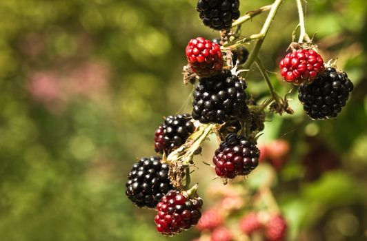 Branch with red and black riping brambleberries in summersun - shallow depth of field