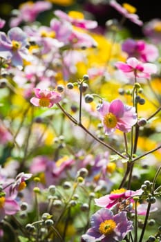 Pink Japanese Anemone or Anemone japonica flowers blooming in summer with background of yellow flowers - vertical