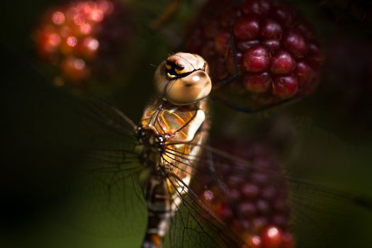 Dragonfly Aeshna mixta or Migrant hawker resting on riping brambleberries