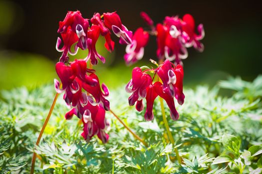 Western bleeding heart or Dicentra formosa var. Burning heart flowers in red and white blooming in spring - horizontal