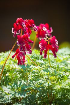 Western bleeding heart or Dicentra formosa var. Burning heart flowers in red and white blooming in spring - vertical