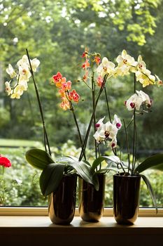 Plant pots with Moth Orchids or Phalaenopsis in window with glassreflections and trees in background outdoors