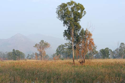 foggy morning sunny landscape with tree, grass 