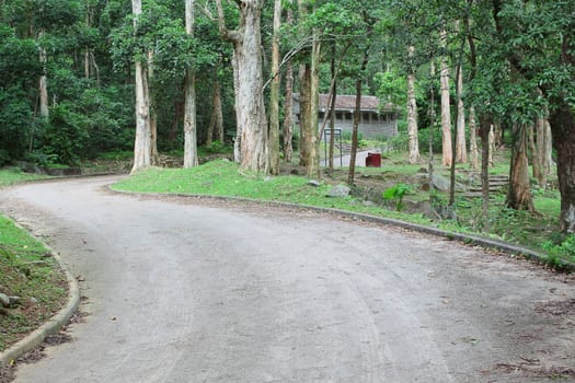 car road in forest