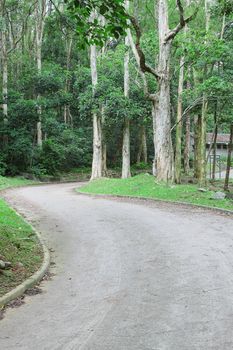 car road in forest