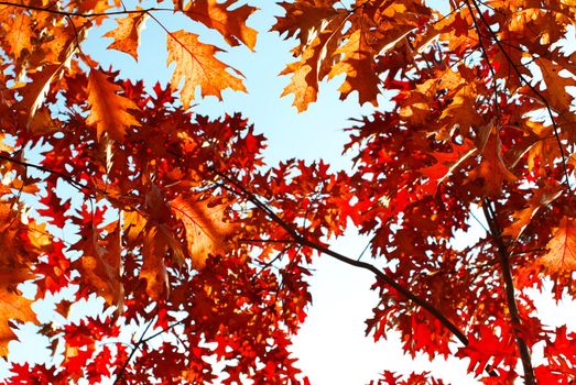 autumn leaves background in a sunny day