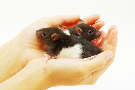 funny rat in hands  isolated on white background