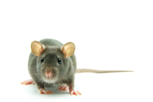 funny rat  isolated on white background