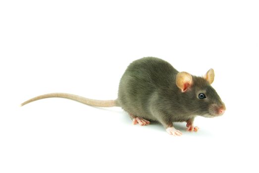 funny rat  isolated on white background