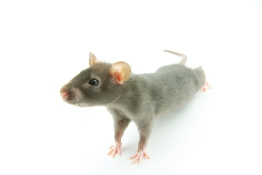 funny rat  isolated on white background