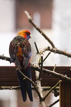 Bastardisation of fauna - Colorful Parrot, escaped from captivity and survived cold winter, on pergola in backyard in early spring searching for food