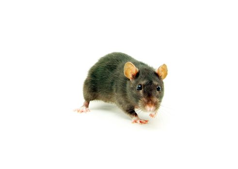 funny rat  isolated on white background