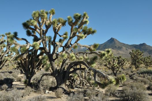 The Joshua tree in Arizona desert