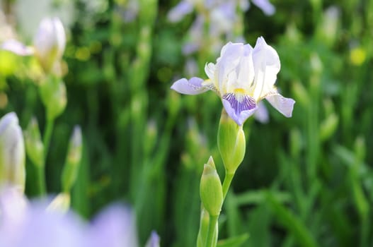 close view of iris flower