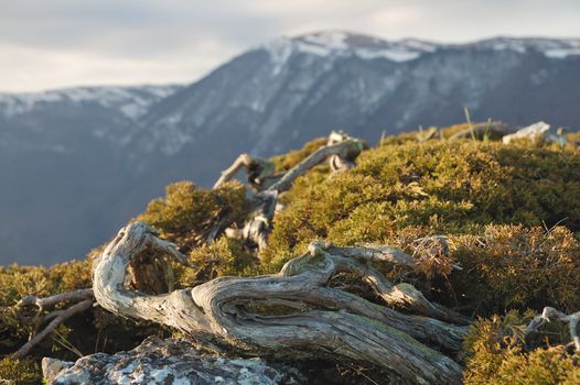 Waved juniper meet the Sun in the mountains