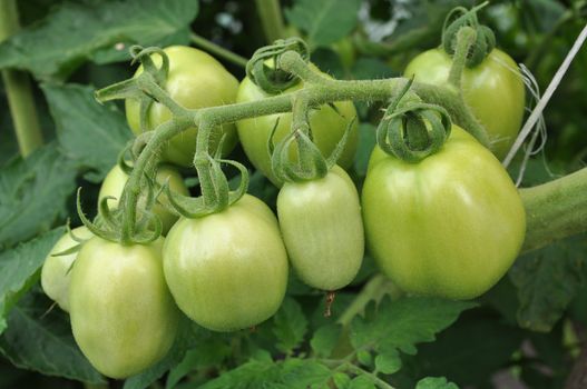 green tomatoes growing on a branch