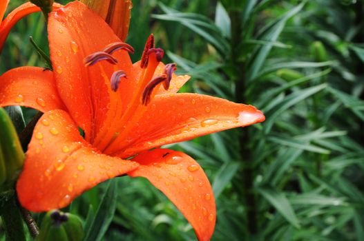 Bright lily with drops closeup