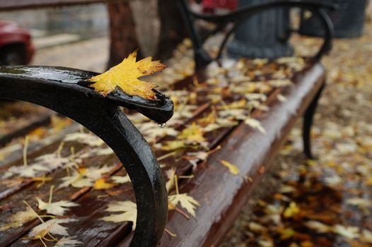 Yellow maple leaf on a bench