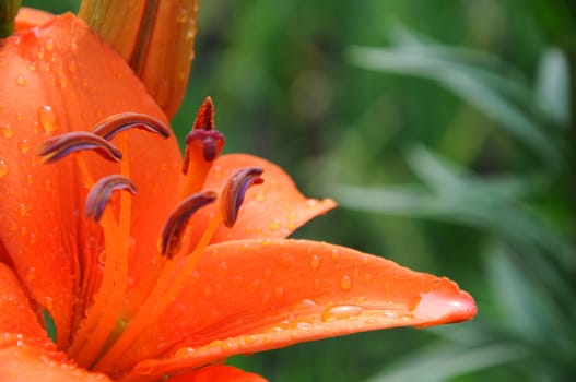 lily closeup with drops