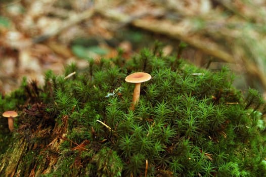 Little toadstool in green moss