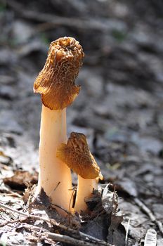 Pair of spring morels