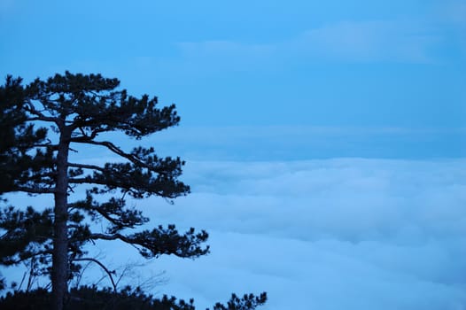 Night view of pine above the clouds