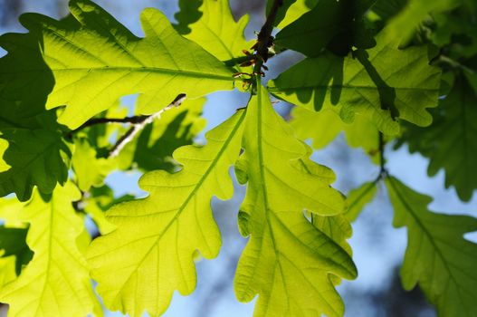 oak leaves background. sunlight through green foliage