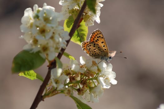 lovely butterfly on blooming twig of cherry