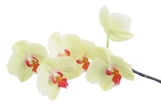 Delicate orchid branch on white