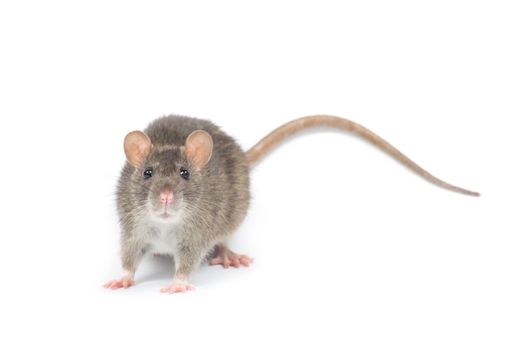 rat isolated on white background