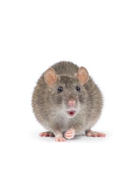 rat isolated on white background