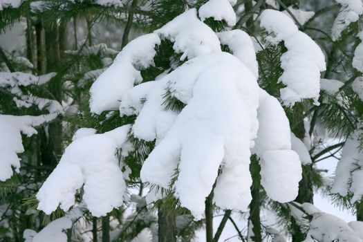 branch of an evergreen tree covered by a snow in a wood during winter time