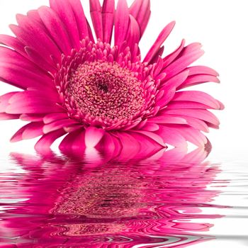 a rose flower is half submerged in water on a white background